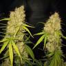 семена конопли для выращивания Skunk Special feminised Female Seeds семена конопли для выращивания Skunk Special feminised Female Seeds