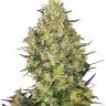 Satori feminised Ganja Seeds Satori feminised Ganja Seeds