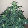 семена конопли Спб Auto Assasin regular семена конопли Спб Auto Assasin regular
