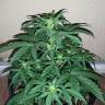семена конопли Москва Auto Assasin regular семена конопли Москва Auto Assasin regular