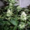 семена конопли для посадки купить Auto Assasin regular семена конопли для посадки купить Auto Assasin regular