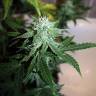 семена конопли курьером Auto Assasin regular семена конопли курьером Auto Assasin regular