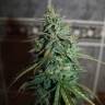 семена конопли для курения Auto Assasin regular семена конопли для курения Auto Assasin regular