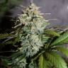 семена конопли аутдор Auto Assasin regular семена конопли аутдор Auto Assasin regular