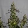 элитные семена конопли на сайте Auto Mamba Negra feminised элитные семена конопли на сайте Auto Mamba Negra feminised