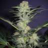 семена конопли курьером Auto Mamba Negra feminised семена конопли курьером Auto Mamba Negra feminised