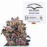 семена конопли марихуаны Blueberry regular Dutch Passion Seeds семена конопли марихуаны Blueberry regular Dutch Passion Seeds