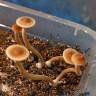Psilocybe Galindoi Atlantis споры