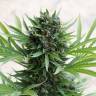 семена конопли с доставкой Grapefruit Diesel feminised семена конопли с доставкой Grapefruit Diesel feminised