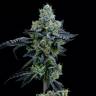 купить семена конопли онлайн Auto Girl Scout Cookies feminised купить семена конопли онлайн Auto Girl Scout Cookies feminised