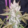 заказать семена конопли на сайте Auto Girl Scout Cookies feminised заказать семена конопли на сайте Auto Girl Scout Cookies feminised