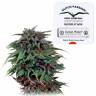 мощные семена конопли Durban Poison regular Dutch Passion Seeds мощные семена конопли Durban Poison regular Dutch Passion Seeds