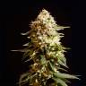хорошие семена конопли La Blanca feminised Kannabia Seeds хорошие семена конопли La Blanca feminised Kannabia Seeds