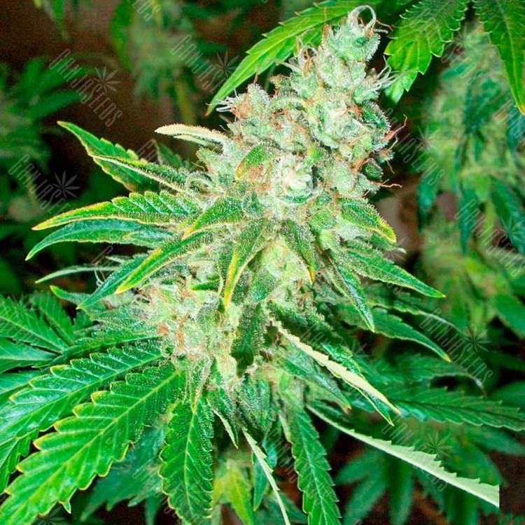 заказать качественные семена конопли La Blanca feminised Kannabia Seeds