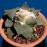 Купить семена кактуса Ariocarpus retusus Купить семена кактуса Ariocarpus retusus