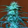 заказ семян конопли Auto Anesthesia regular заказ семян конопли Auto Anesthesia regular