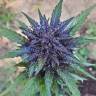 семена конопли с доставкой Auto Dark Devil regular семена конопли с доставкой Auto Dark Devil regular