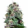 купить семена конопли Ayahuasca Purple feminised Barneys Farm купить семена конопли Ayahuasca Purple feminised Barneys Farm
