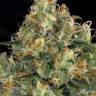 Hindu Kush feminised Ganja Seeds Hindu Kush feminised Ganja Seeds