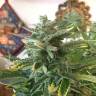 семена конопли в интернете Auto Blue Diesel feminised семена конопли в интернете Auto Blue Diesel feminised