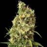 Snow White Amsterdam feminised Ganja Seeds Snow White Amsterdam feminised Ganja Seeds