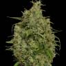 Snow White Amsterdam feminised Ganja Seeds Snow White Amsterdam feminised Ganja Seeds