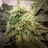 семена конопли Россия 8 Ball Kush feminised Barneys Farm семена конопли Россия 8 Ball Kush feminised Barneys Farm