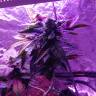 заказ семян конопли 8 Ball Kush feminised Barneys Farm заказ семян конопли 8 Ball Kush feminised Barneys Farm