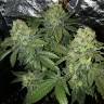 заказ семян конопли Спб 8 Ball Kush feminised Barneys Farm заказ семян конопли Спб 8 Ball Kush feminised Barneys Farm