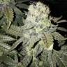 семена конопли 8 Ball Kush feminised Barneys Farm семена конопли 8 Ball Kush feminised Barneys Farm
