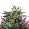 семена конопли курьером Sativa Dream (LOL) feminised Kannabia Seeds семена конопли курьером Sativa Dream (LOL) feminised Kannabia Seeds
