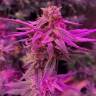 семена конопли для посадки купить Sativa Dream (LOL) feminised Kannabia Seeds семена конопли для посадки купить Sativa Dream (LOL) feminised Kannabia Seeds