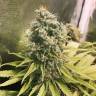 Glueberry O.G. feminised Ganja Seeds семена недорого Glueberry O.G. feminised Ganja Seeds семена недорого