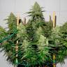 Glueberry O.G. feminised Ganja Seeds семена купить Glueberry O.G. feminised Ganja Seeds семена купить