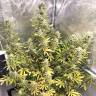 Семена конопли Glueberry O.G. feminised Ganja Seeds Семена конопли Glueberry O.G. feminised Ganja Seeds