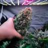 Фотопериодные семена Glueberry O.G. feminised Ganja Seeds Фотопериодные семена Glueberry O.G. feminised Ganja Seeds