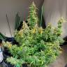 Качественные семена Glueberry O.G. feminised Ganja Seeds Качественные семена Glueberry O.G. feminised Ganja Seeds