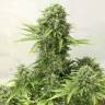урожайные семена конопли AK 49 feminised урожайные семена конопли AK 49 feminised