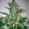 семена конопли в оригинальных упаковках AK 49 feminised семена конопли в оригинальных упаковках AK 49 feminised