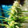 семена конопли AK 49 feminised семена конопли AK 49 feminised