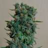 семена конопли наложенным платежом AK 49 feminised семена конопли наложенным платежом AK 49 feminised