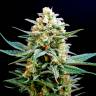 семена конопли почтой AK 49 feminised семена конопли почтой AK 49 feminised