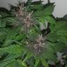 семена конопли в интернете Purple OG feminised семена конопли в интернете Purple OG feminised