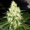 семена конопли элитных сортов Mataro Blue feminised Kannabia Seeds семена конопли элитных сортов Mataro Blue feminised Kannabia Seeds