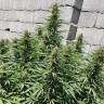 семена конопли в интернете Mataro Blue feminised Kannabia Seeds семена конопли в интернете Mataro Blue feminised Kannabia Seeds