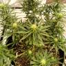 заказ семян конопли Спб Hawaii Maui Waui regular Nirvana Seeds заказ семян конопли Спб Hawaii Maui Waui regular Nirvana Seeds