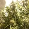 семена конопли в интернете Auto + Speed feminised Sweet Seeds семена конопли в интернете Auto + Speed feminised Sweet Seeds