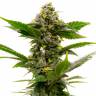 Семена конопли Auto Candy Kush feminised Ganja Seeds Семена конопли Auto Candy Kush feminised Ganja Seeds