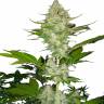 Купить семена конопли Auto Candy Kush feminised Ganja Seeds Купить семена конопли Auto Candy Kush feminised Ganja Seeds
