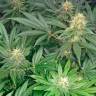 семена конопли f1 в оригинальной упаковке Early Skunk feminised семена конопли f1 в оригинальной упаковке Early Skunk feminised